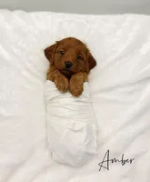 Amber, a female Miniature Goldendoodle for sale in Barto, PA – 5 of 8