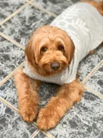 Topaz, a male Miniature Goldendoodle for sale in Barto, PA – 5 of 6