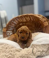 Onyx, a male Miniature Goldendoodle for sale in Barto, PA – 1 of 6