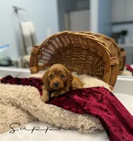 Sapphire, a female Miniature Goldendoodle for sale in Barto, PA – 5 of 7