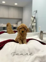Pearl, a female Miniature Goldendoodle for sale in Barto, PA – 2 of 6