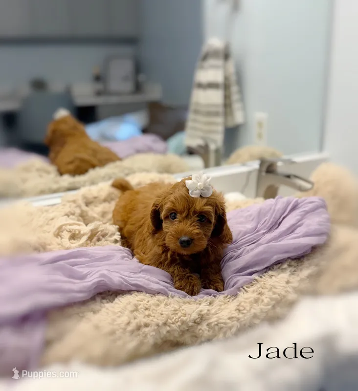 Jade – Miniature Goldendoodle puppy for sale in Barto, PA