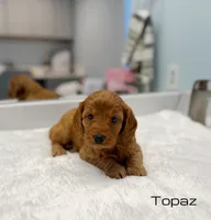 Topaz, a male Miniature Goldendoodle for sale in Barto, PA – 2 of 6