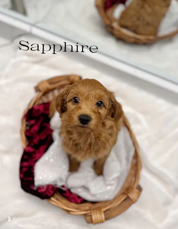 Sapphire – Miniature Goldendoodle puppy for sale in Barto, PA