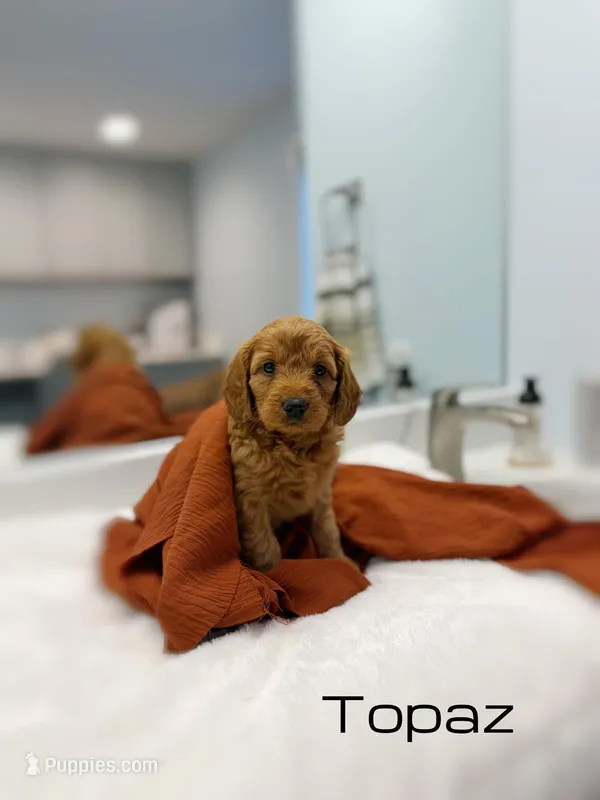 Topaz – Miniature Goldendoodle puppy for sale in Barto, PA