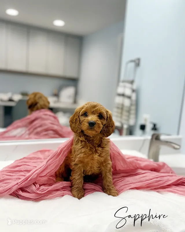 Sapphire – Miniature Goldendoodle puppy for sale in Barto, PA