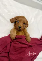 Amber, a female Miniature Goldendoodle for sale in Barto, PA – 1 of 8