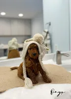 Onyx, a male Miniature Goldendoodle for sale in Barto, PA – 2 of 6
