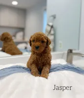 Jasper, a male Miniature Goldendoodle for sale in Barto, PA – 2 of 7