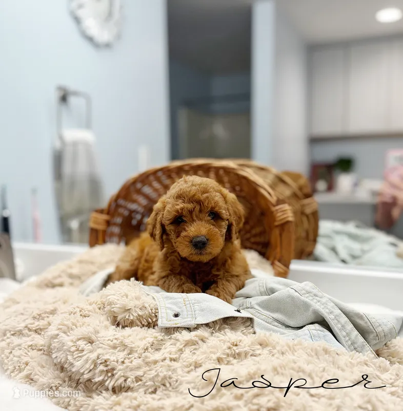 Jasper – Miniature Goldendoodle puppy for sale in Barto, PA