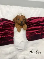 Amber, a female Miniature Goldendoodle for sale in Barto, PA – 3 of 8