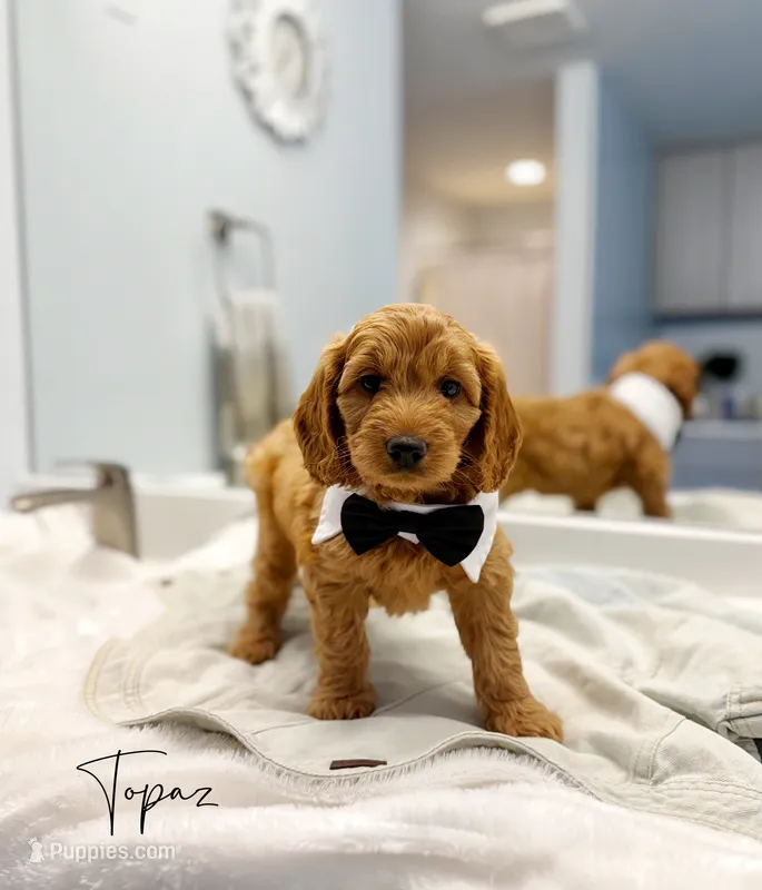 Topaz – Miniature Goldendoodle puppy for sale in Barto, PA