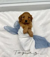 Topaz, a male Miniature Goldendoodle for sale in Barto, PA – 1 of 6
