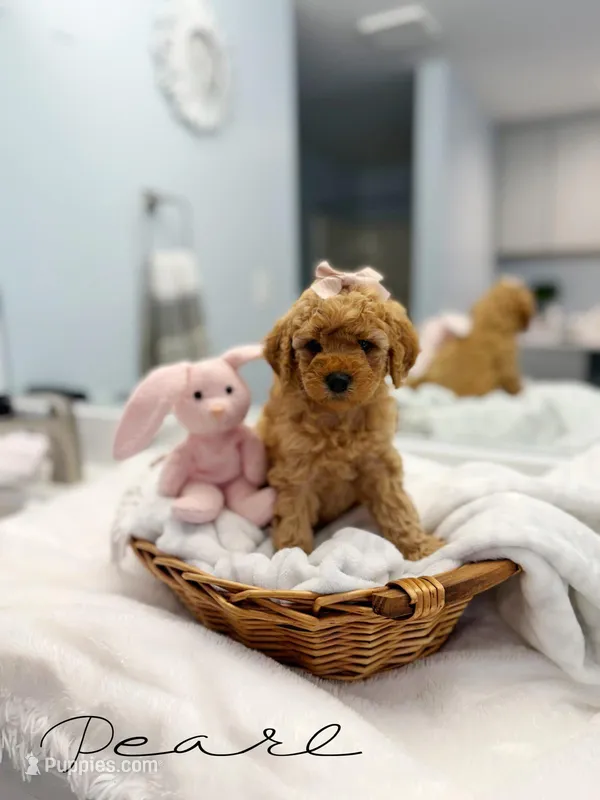 Pearl – Miniature Goldendoodle puppy for sale in Barto, PA