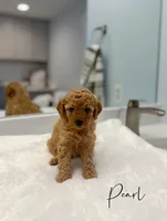 Pearl, a female Miniature Goldendoodle for sale in Barto, PA – 3 of 6
