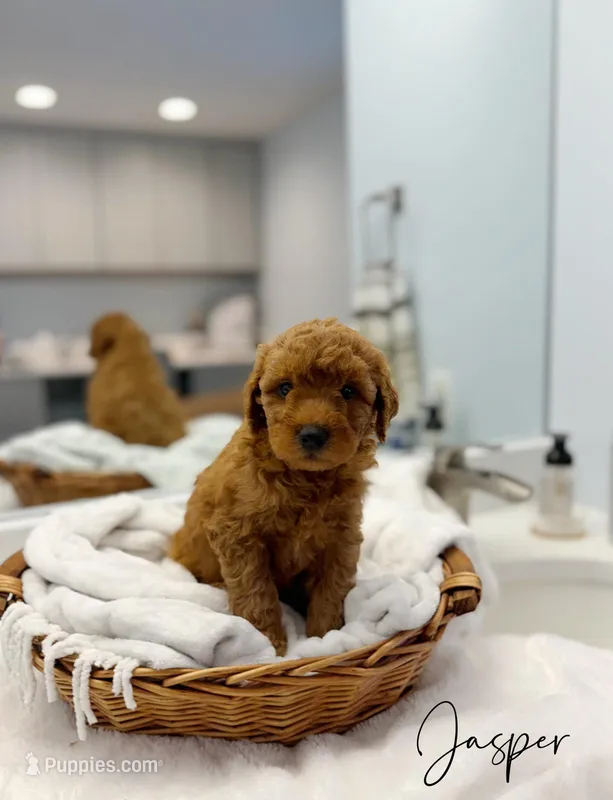 Jasper – Miniature Goldendoodle puppy for sale in Barto, PA