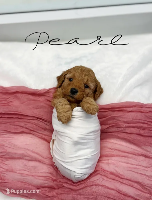 Pearl – Miniature Goldendoodle puppy for sale in Barto, PA