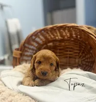 Topaz, a male Miniature Goldendoodle for sale in Barto, PA – 4 of 6