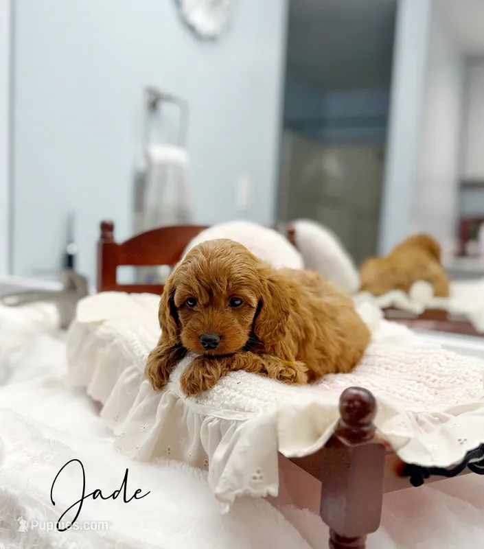Jade – Miniature Goldendoodle puppy for sale in Barto, PA