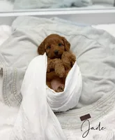 Jade, a female Miniature Goldendoodle for sale in Barto, PA – 1 of 7