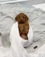Jade, a female Miniature Goldendoodle for sale in Barto, PA – 3 of 7