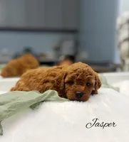 Jasper, a male Miniature Goldendoodle for sale in Barto, PA – 5 of 7