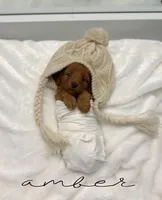 Amber, a female Miniature Goldendoodle for sale in Barto, PA – 4 of 8