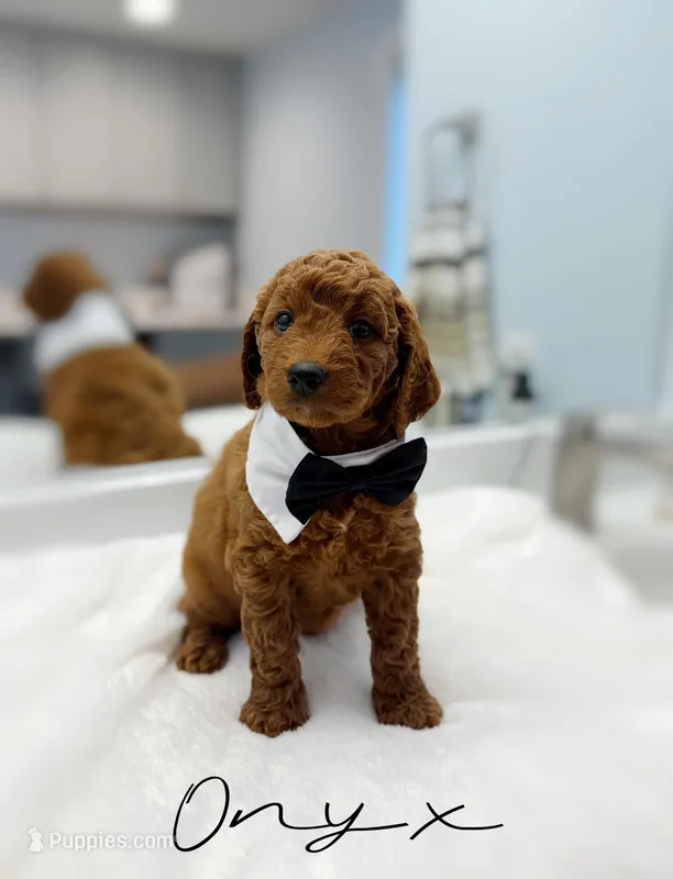 Onyx – Miniature Goldendoodle puppy for sale in Barto, PA
