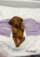 Amber, a female Miniature Goldendoodle for sale in Barto, PA – 6 of 8