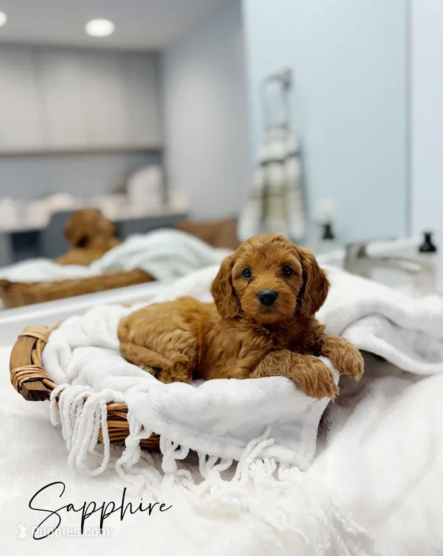 Sapphire – Miniature Goldendoodle puppy for sale in Barto, PA