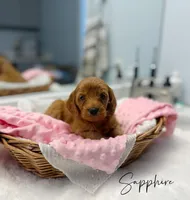 Sapphire, a female Miniature Goldendoodle for sale in Barto, PA – 4 of 7