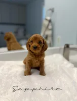 Sapphire, a female Miniature Goldendoodle for sale in Barto, PA – 3 of 7