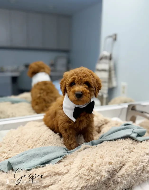 Jasper – Miniature Goldendoodle puppy for sale in Barto, PA