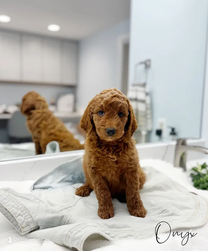 Onyx – Miniature Goldendoodle puppy for sale in Barto, PA