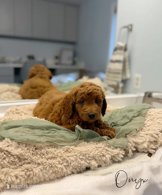 Onyx – Miniature Goldendoodle puppy for sale in Barto, PA