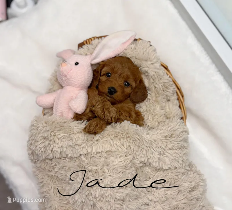 Jade – Miniature Goldendoodle puppy for sale in Barto, PA