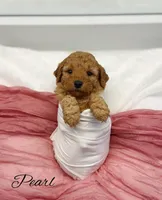 Pearl, a female Miniature Goldendoodle for sale in Barto, PA – 4 of 6