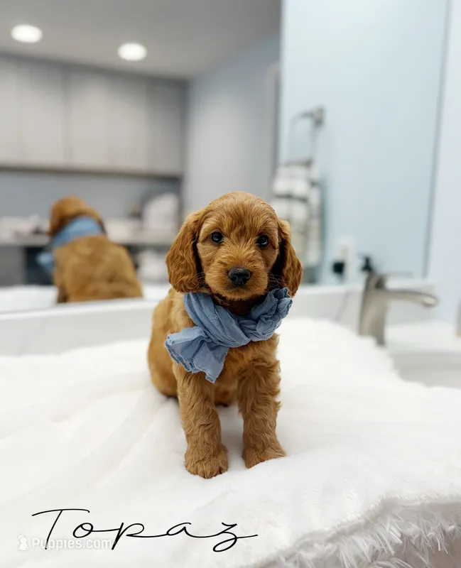 Topaz – Miniature Goldendoodle puppy for sale in Barto, PA
