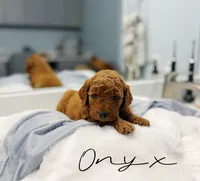 Onyx, a male Miniature Goldendoodle for sale in Barto, PA – 4 of 6