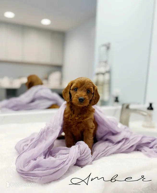 Amber – Miniature Goldendoodle puppy for sale in Barto, PA