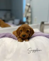 Sapphire, a female Miniature Goldendoodle for sale in Barto, PA – 2 of 7