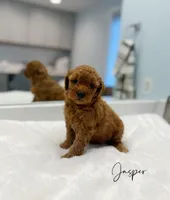 Jasper, a male Miniature Goldendoodle for sale in Barto, PA – 3 of 7