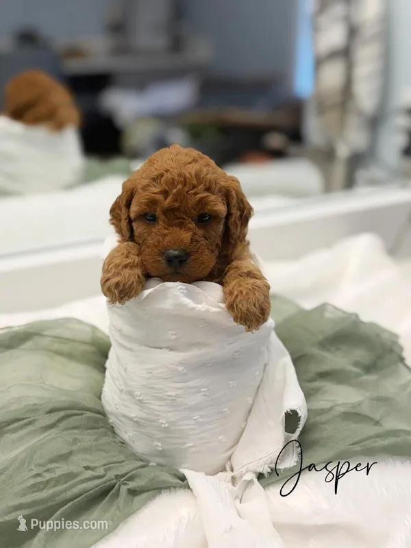 Jasper – Miniature Goldendoodle puppy for sale in Barto, PA