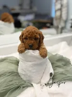 Jasper, a male Miniature Goldendoodle for sale in Barto, PA – 1 of 7