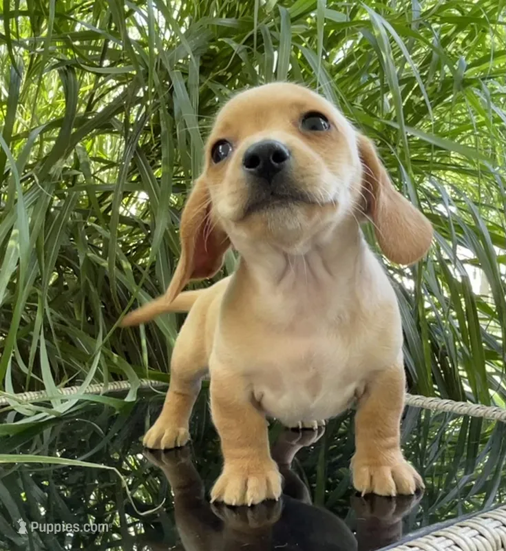 Percy – Miniature Dachshund puppy for sale in Syracuse, IN