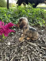 Mabel, a female Miniature Dachshund for sale in Syracuse, IN – 2 of 4