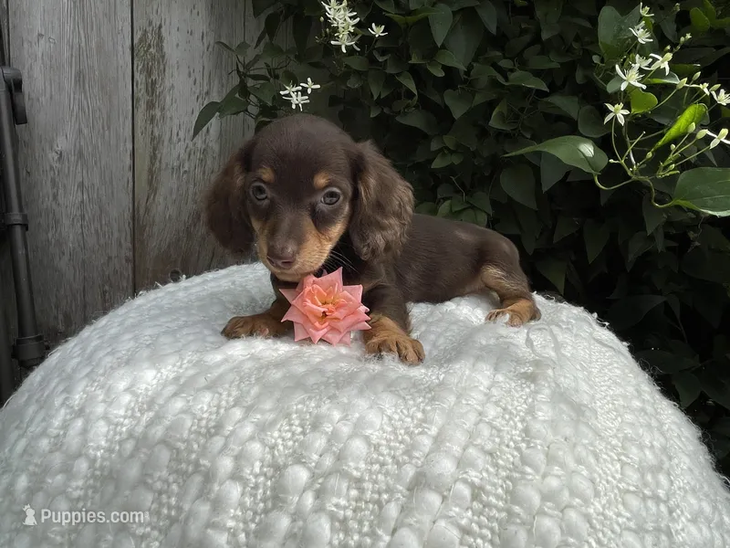 Sasha – Miniature Dachshund puppy for sale in Syracuse, IN
