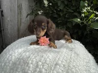 Sasha, a female Miniature Dachshund for sale in Syracuse, IN – 1 of 4
