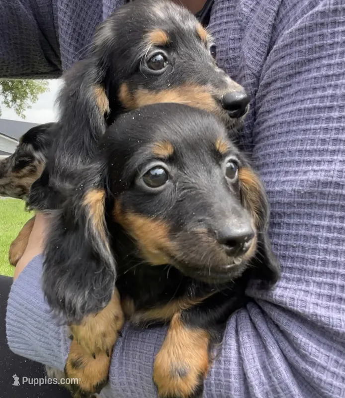 Sally – Miniature Dachshund puppy for sale in Syracuse, IN