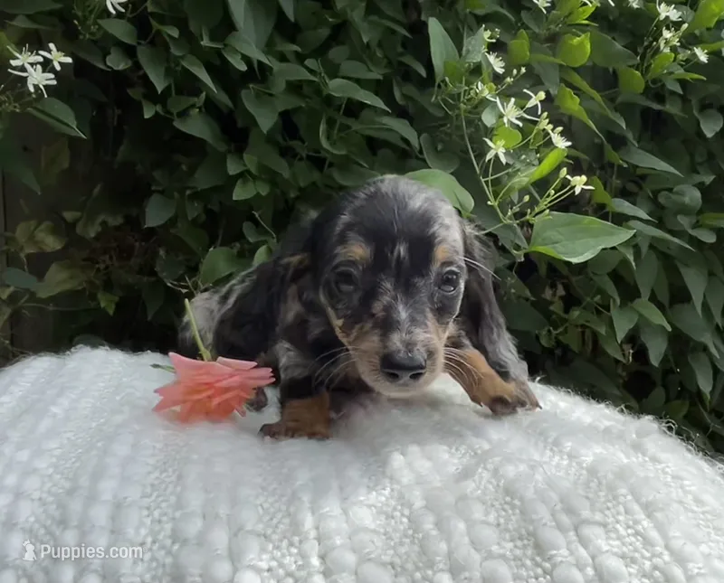 Summer – Miniature Dachshund puppy for sale in Syracuse, IN